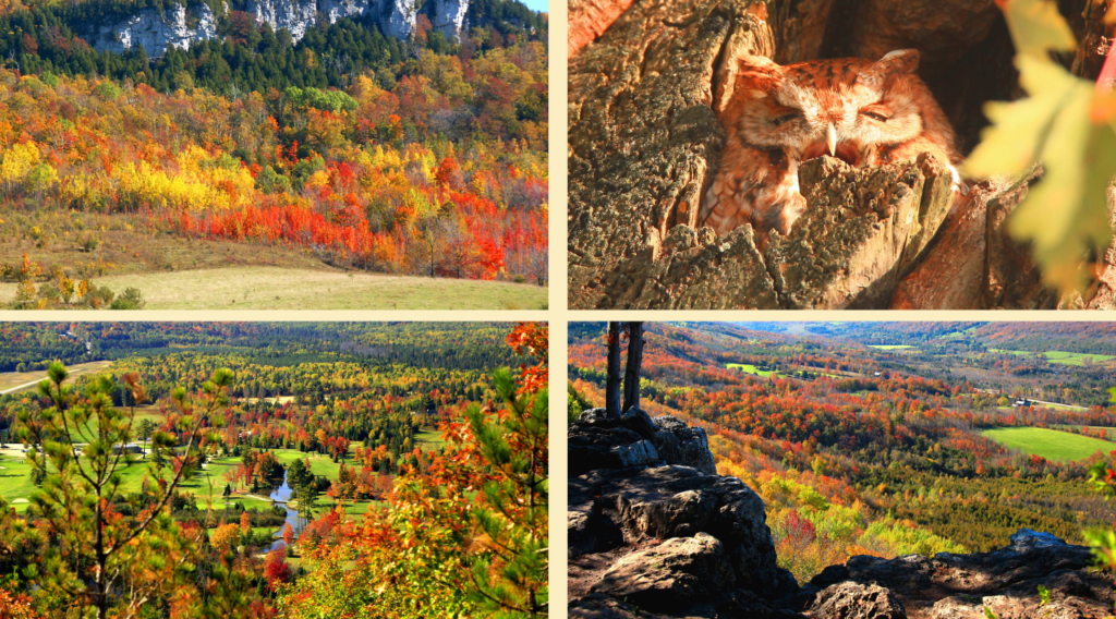 The Vivid Autumn Colours of Ontario with David Chapman