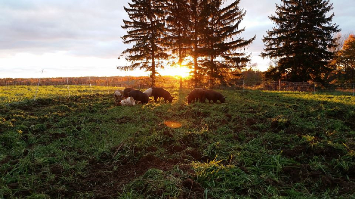 Good Family Farms